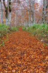 紅葉のブナの森
