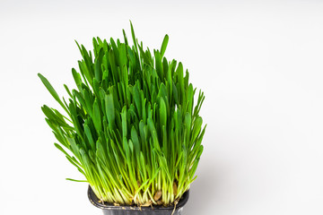 Green grass from germinated oats seeds in a black plastic glass. Isolated on a white background.