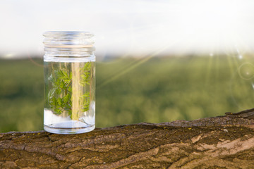 Fresh herb sealed in a glass jar.