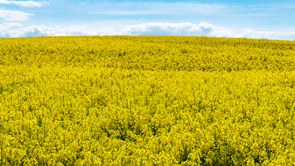Obraz premium Gelbes weites Rapsfeld mit schönem blauem Himmel im Frühling