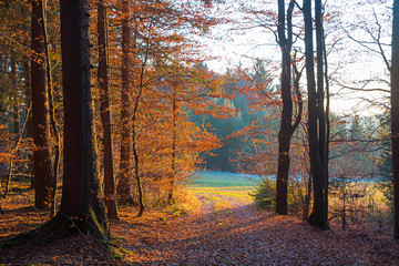 walkway in the autumnal forest at sunset