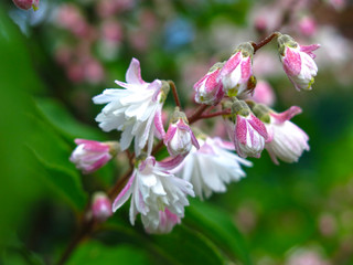 Fototapeta premium beautiful shrub Deutzia blooms in the spring garden pink small flowers