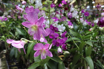 Orchid flowers purple blooming hanging in pots blurred background closeup with copy space at plant flower nursery and cultivation farm.

