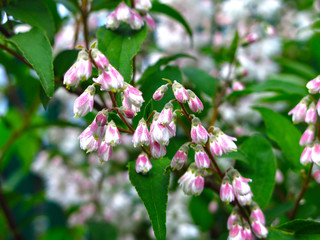 beautiful shrub Deutzia blooms in the spring garden pink small flowers