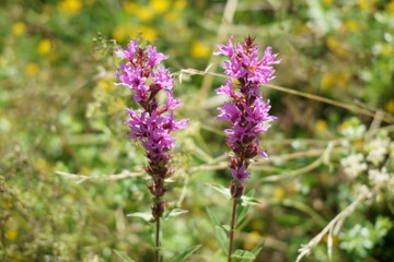 Purple loosestrifes (lythrum salicaria) at meadow