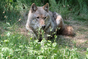 Der Wolf (Canus lupus) ist ein Raubtier, Sachsen, Deutschland, Europa