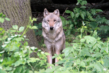 Fototapeta premium Der Wolf (Canus lupus) ist ein Raubtier, Sachsen, Deutschland, Europa