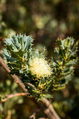 Banksia Sessillis spiny in flower