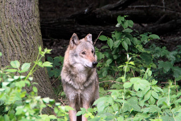 Naklejka na ściany i meble Der Wolf (Canus lupus) ist ein Raubtier, Sachsen, Deutschland, Europa