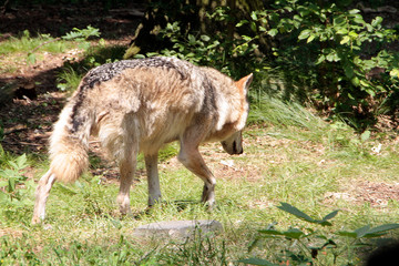 Der Wolf (Canus lupus) ist ein Raubtier, Sachsen, Deutschland, Europa