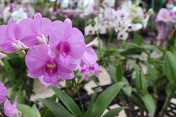 Orchid flowers purple blooming hanging in pots blurred background closeup with copy space at plant flower nursery and cultivation farm.

