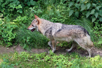 Der Wolf (Canus lupus) ist ein Raubtier, Sachsen, Deutschland, Europa