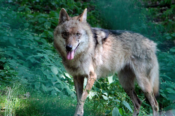 Der Wolf (Canus lupus) ist ein Raubtier, Sachsen, Deutschland, Europa