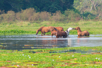 Horses in a water pond, Porto Joffre, Pantanal, Mato Grosso, Brazil