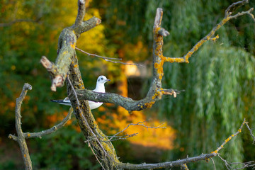 The seagull climbs a tree above the lake