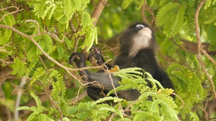 Cute spectacled leaf langur, dusky monkey on tree branch amidst green leaves in Ang Thong national park in natural habitat. Wildlife of endangered species of animals. Environment conservation concept