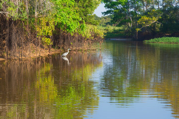 White-Necked Heron (Ardea cocoi) on the Cuiaba river, Pantanal, Mato Grosso State, Brazil