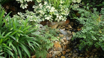 Various green tropical plants growing near small creek with fresh water on sunny day in amazing garden. Bright juicy exotic tropical jungle leaves texture backdrop, copyspace. Lush foliage.