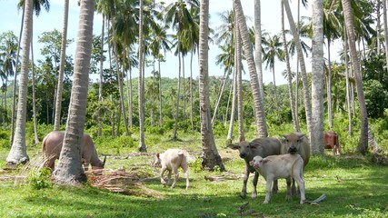 Buffalo family among green vegetation. Large well maintained bulls grazing in greenery, typical landscape of coconut palm plantation in Thailand. Agriculture concept, traditional livestock in Asia