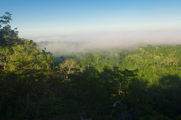 Fog over the Amazon forest, Cristalino State Park, Alta Floresta, Mato Grosso, Brazil.