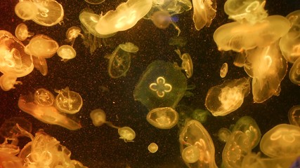 Shiny vibrant fluorescent jellyfish glow underwater, dark neon dynamic pulsating ultraviolet blurred background. Fantasy hypnotic mystic pcychedelic dance. Vivid phosphorescent cosmic medusa dancing