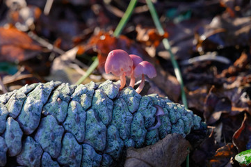 Champignons poussant sur une pomme de pin.