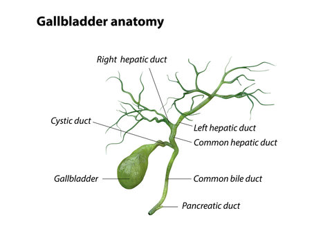 gallbladder anatomy isolated on white background, pain, 3D rendering