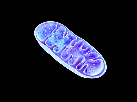 284 Best Cellular Respiration Images Stock Photos Vectors Adobe Stock 284 Best Cellular Respiration Images Stock Photos Vectors Adobe Stock