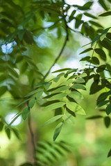 Green leaves with sunlight and shadow, summer spring ash foliage bokeh background