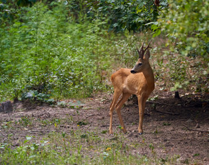 Roebuck in the forest