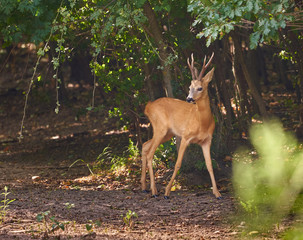 Roebuck in the forest