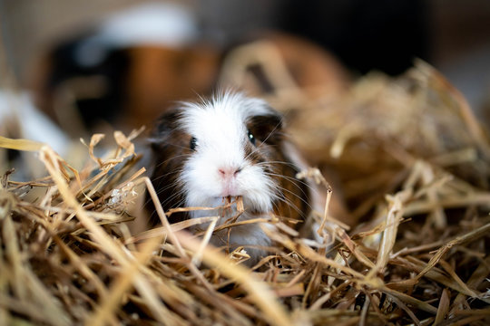 Ein braunes Meerschweinchen