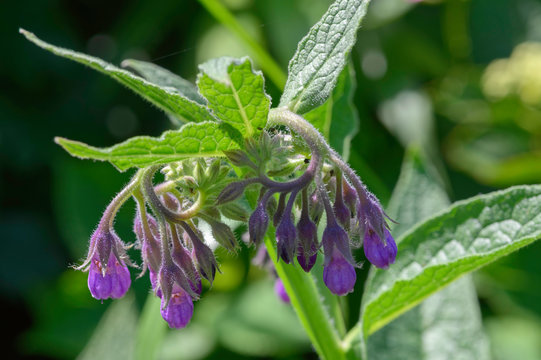 Fleur de consoude