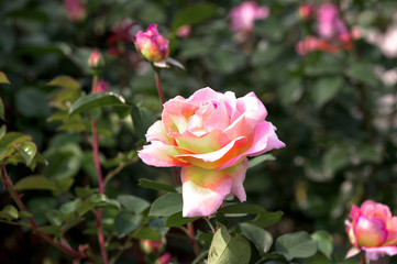 Beautiful Rose flowers on sun light in garden.