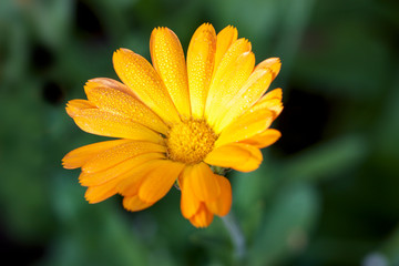 yellow flower with dew drops