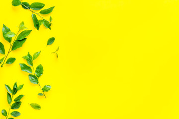 Natura layout of green tree leaves, concept, top view, flat lay