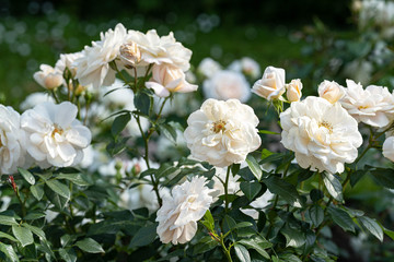 Obraz na płótnie Canvas blooming white roses in the summer garden