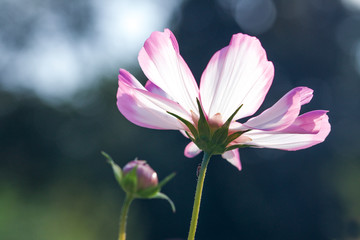 Fototapeta premium close up of pink flower underneath