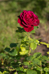 bright carmine red rose on a background of green grass