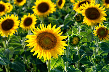 Obraz premium sunflower field in summer