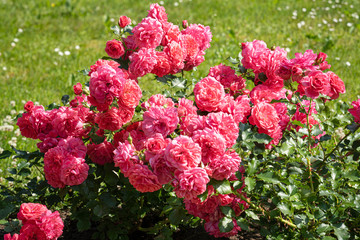 lush bright pink roses and in a flower bed in the garden