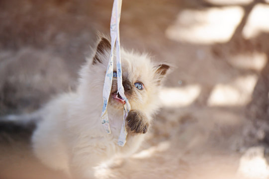 Little kitten play in summer garden. White kitten play with strope.