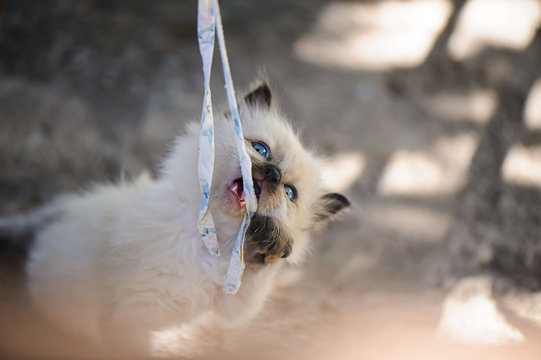 Little kitten play in summer garden. White kitten play with strope.