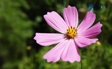 Obraz premium Kosmeya flowers