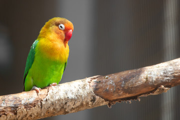 Fototapeta na wymiar Lovebird parrot in the park on nature.