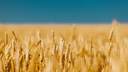 Golden field of ripened cereal, yellow wheat and rye against the blue sky.