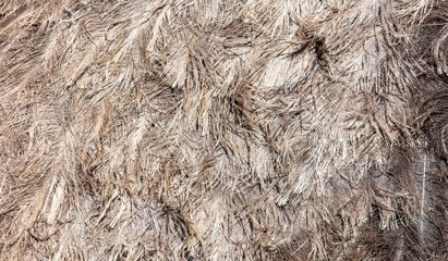 Ostrich feathers as abstract background.