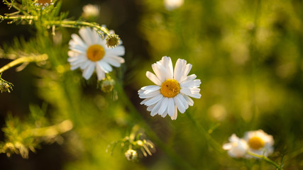 Beautiful white chamomile flowers in the park.
