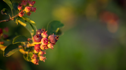 Amelanchier berries in a vegetable garden at sunset.