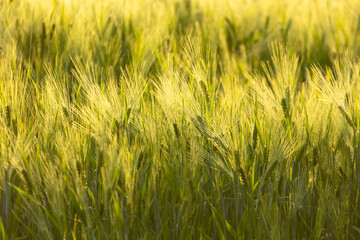 Green ears of wheat at sunset.